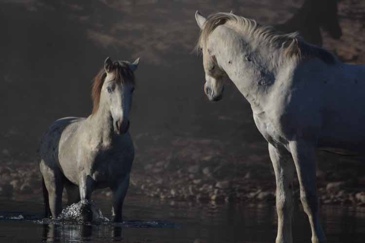 mustangs